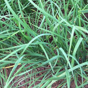 Garlic Chives