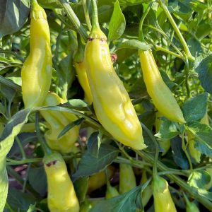 Aji Amarillo