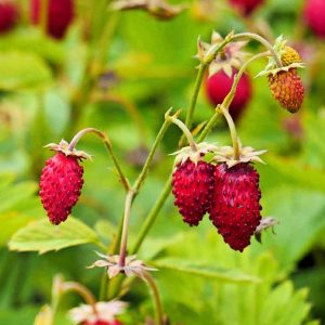 Ruegen Alpine Strawberry