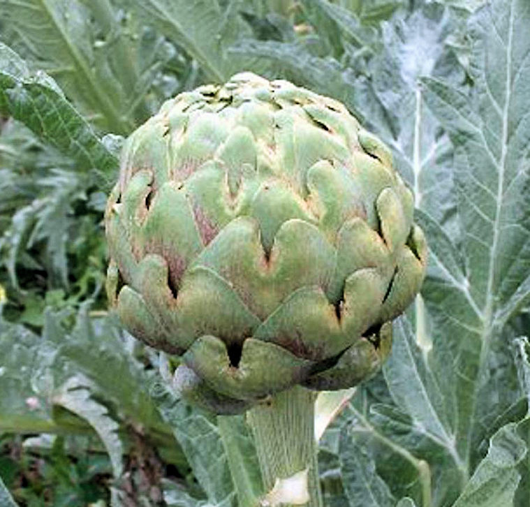 Artichoke, Imperial Star