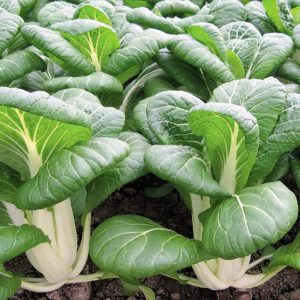 Baby Pak Choi (4-Pack)