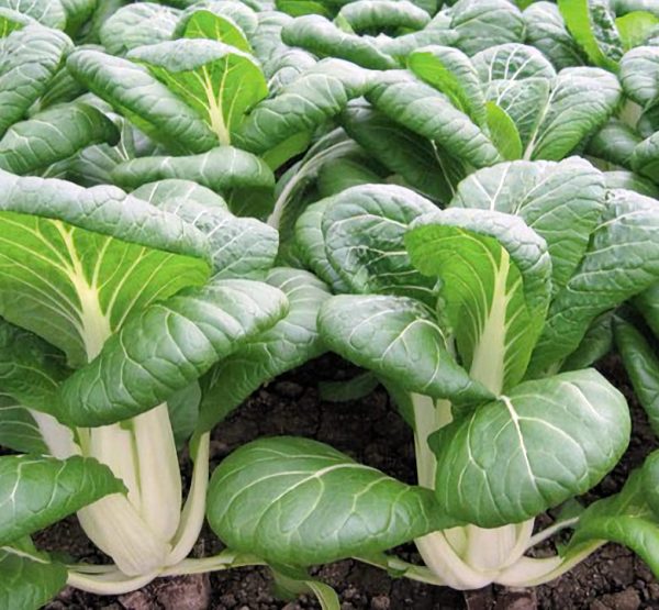 Baby Pak Choi (4-Pack)