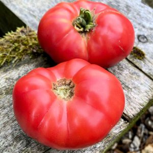 Dwarf Betty’s Smile