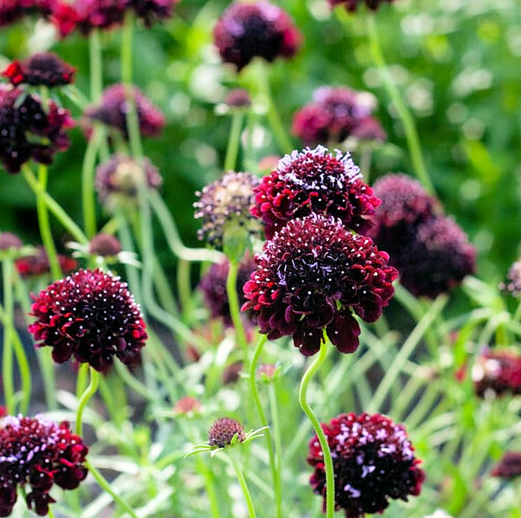 Black Knight Scabiosa