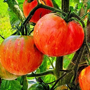 Caitlyn's Lucky Stripe