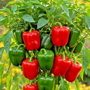 California Wonder Red