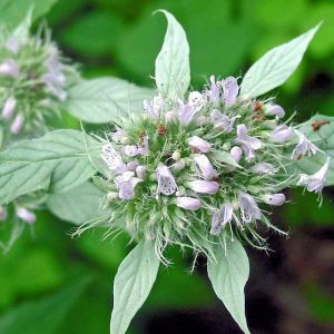 Cherokee Sweet Mint