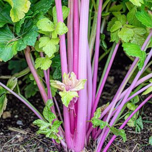 Chinese Pink Celery