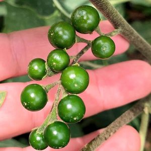 Dark Pea Eggplant (Ta Kaw Ka Tha)