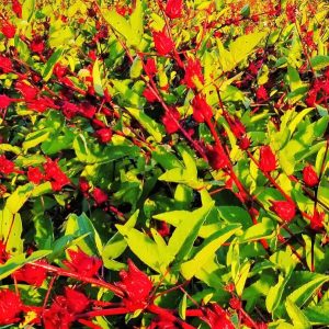 Doc’s North Florida Hibiscus