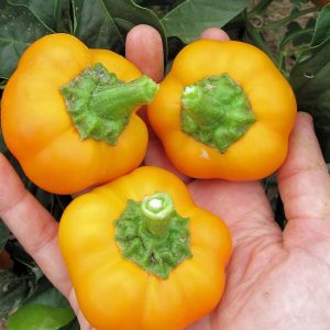 Doe Hill Golden Bell