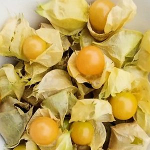 Drott’s Yellow Ground Cherries