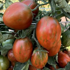 Dwarf Audrey’s Love