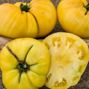 Dwarf Walter’s Fancy