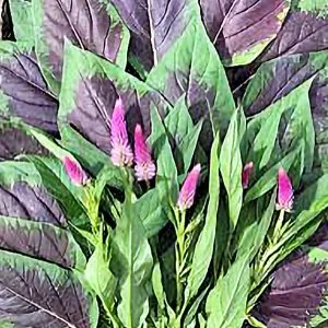 Efo Shoko Celosia (4-pack)