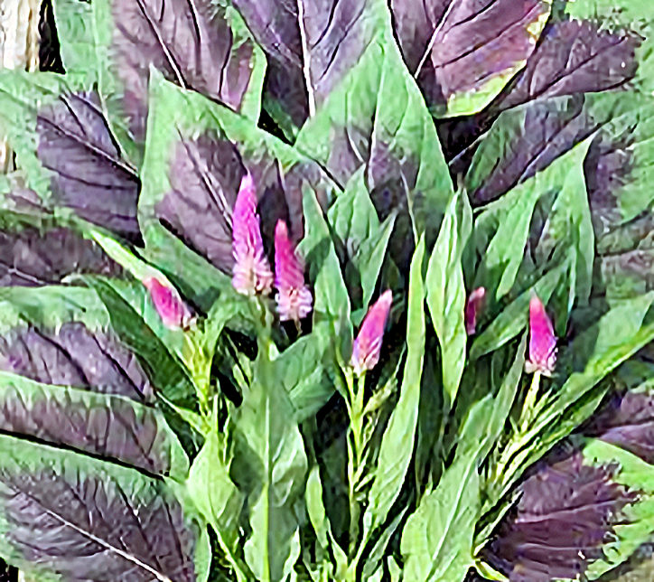 Efo Shoko Celosia (4-pack)