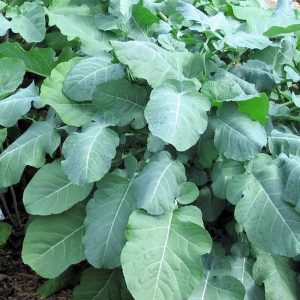 Ethiopian Blue Mustard (4-pack)