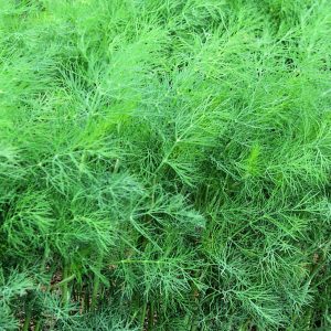 Fernleaf Dill