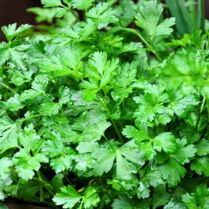 Geshniz Cilantro