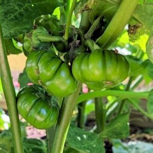 Green Pumpkin Eggplant (Ka)