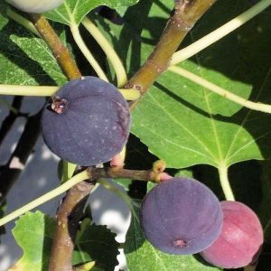 Fig Tree (black)