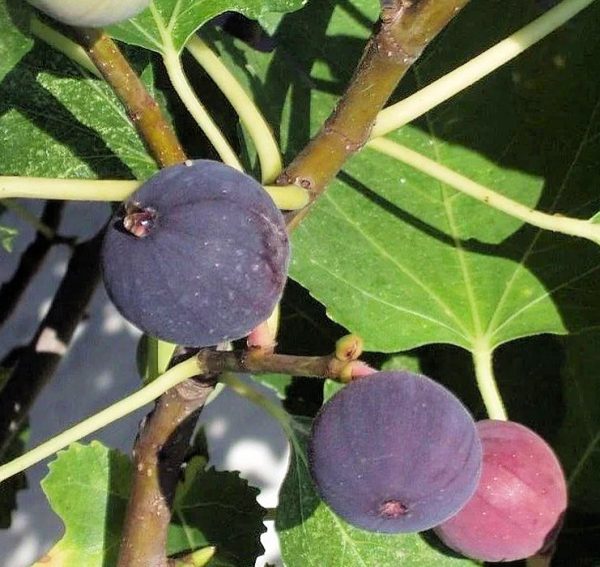 Fig Tree (black)