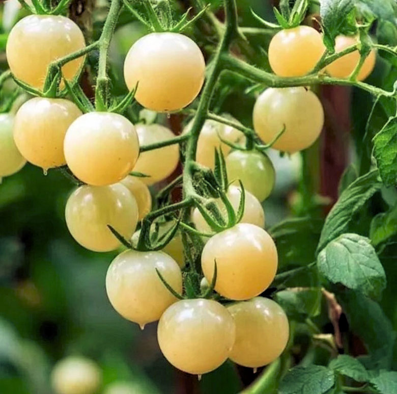Hawaiian White Cherry Tomato
