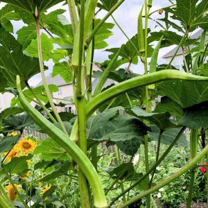 Indian Bhindi Okra