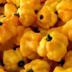 Jamaican Hot, Yellow