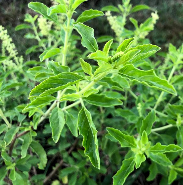 Krapao White Basil