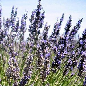 Lavender, French