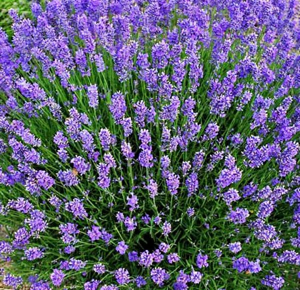 Hidcote Lavender