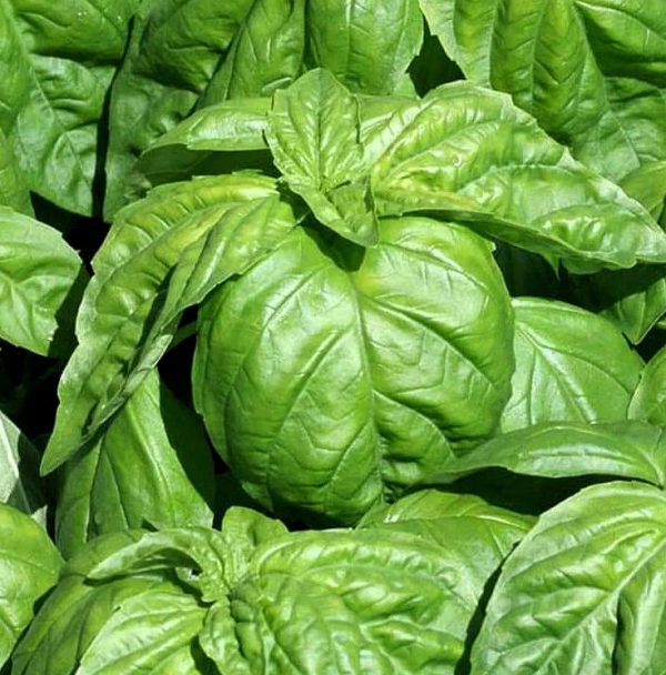 Lettuce Leaf Basil