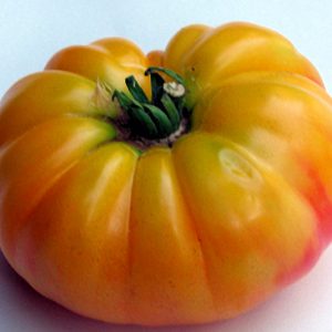 Dwarf Swirl Beauty (aka Lucky Swirl)