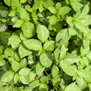 Palestinian Molokhia (4-Pack)