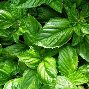 Bolloso Napoletano Basil (Giant)