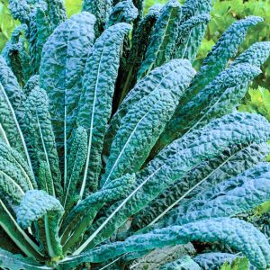 Nero di Toscano (4-Pack)