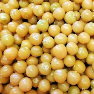 New Hanover Ground Cherries