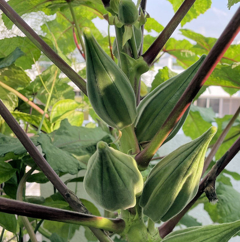 Nkruma Tenten Okra