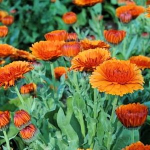 Calendula, Orange Barrel Flashback