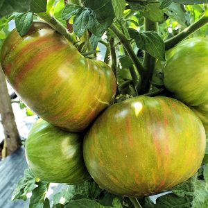 Peppermint Stripes Dwarf