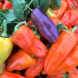 Pippin’s Golden Honey