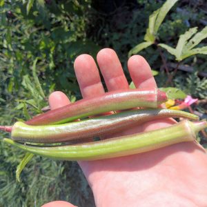 Puerto Rico Everblush Okra