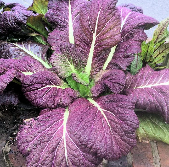 Red Giant Mustard (4-pack)