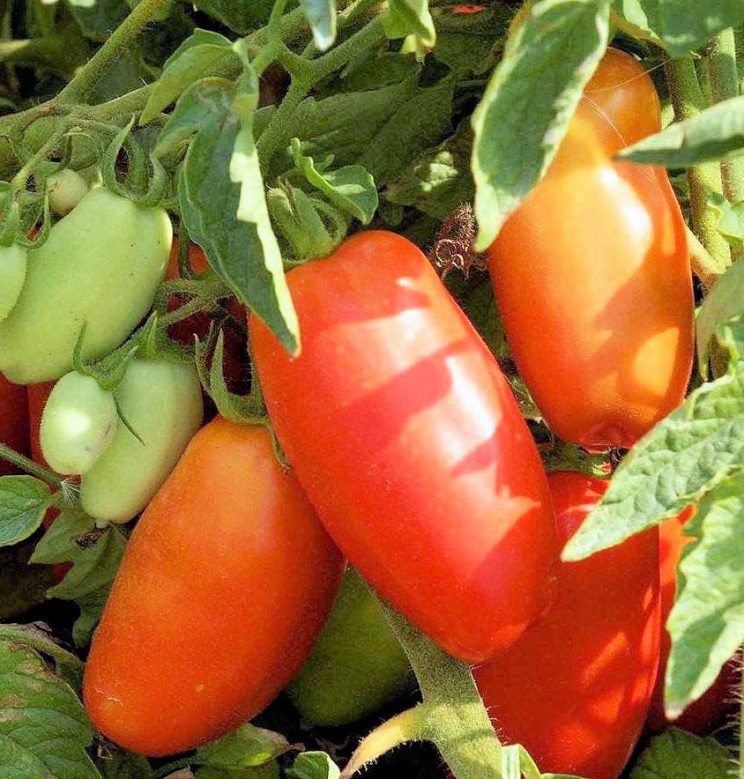 San Marzano Redorta
