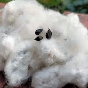 Spinner's Ivory Cotton