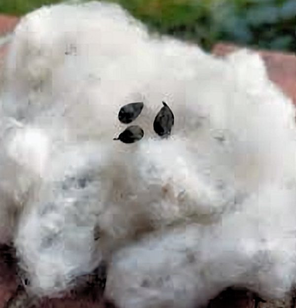 Spinner's Ivory Cotton