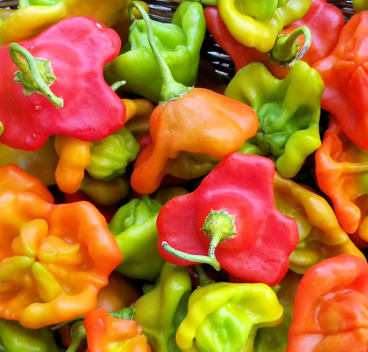 Ubatuba Cambuci Mild Pepper