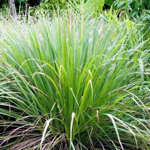 West Indian Lemon Grass
