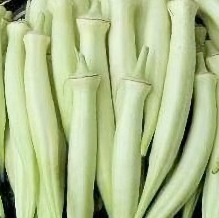 White Velvet Okra